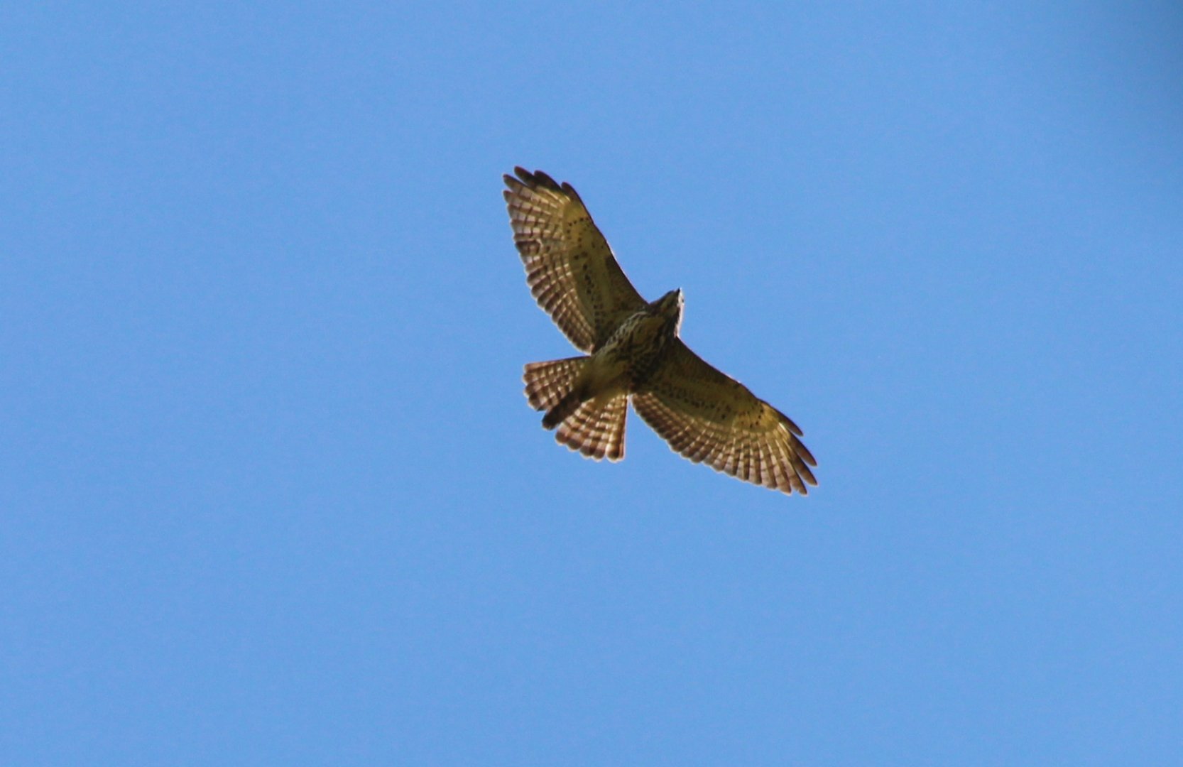 Swainson's Hawk - Apr 2019