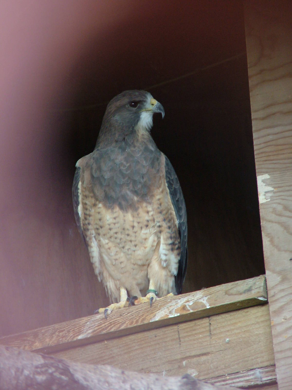 Swainson's Hawk at Cotswold Falconry 20/09/09