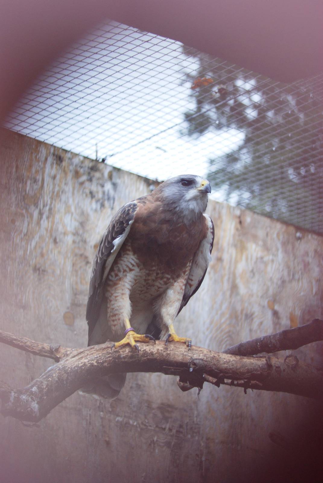 Swainson's Hawk at Cotswold Falconry Centre, 13/09/13