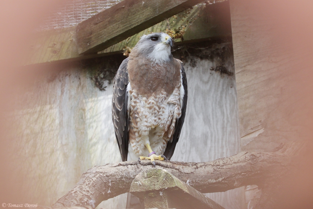 Swainsons Hawk (Buteo swainsoni)