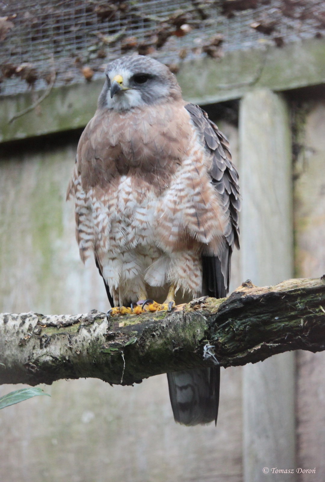 Swainson's Hawk (Buteo swainsoni)