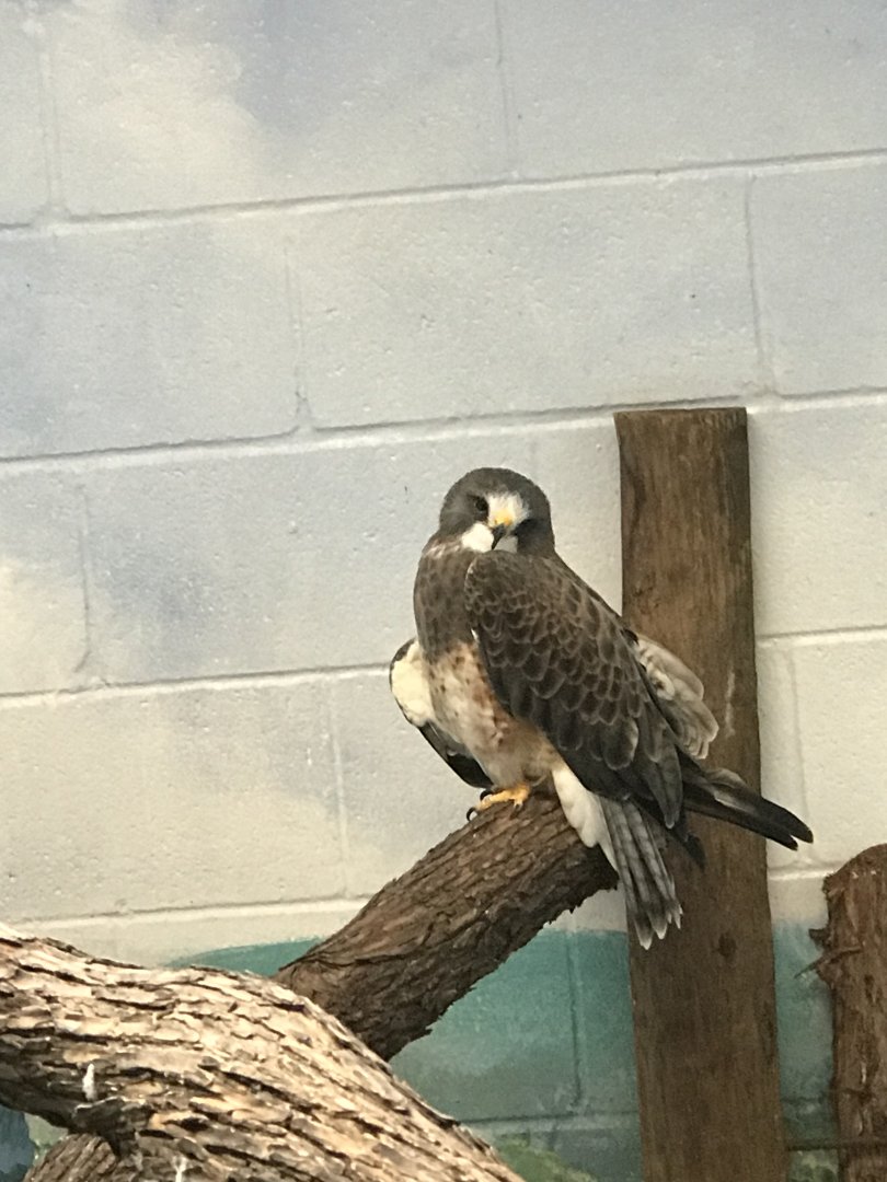 Swainson’s Hawk (Buteo swainsoni)