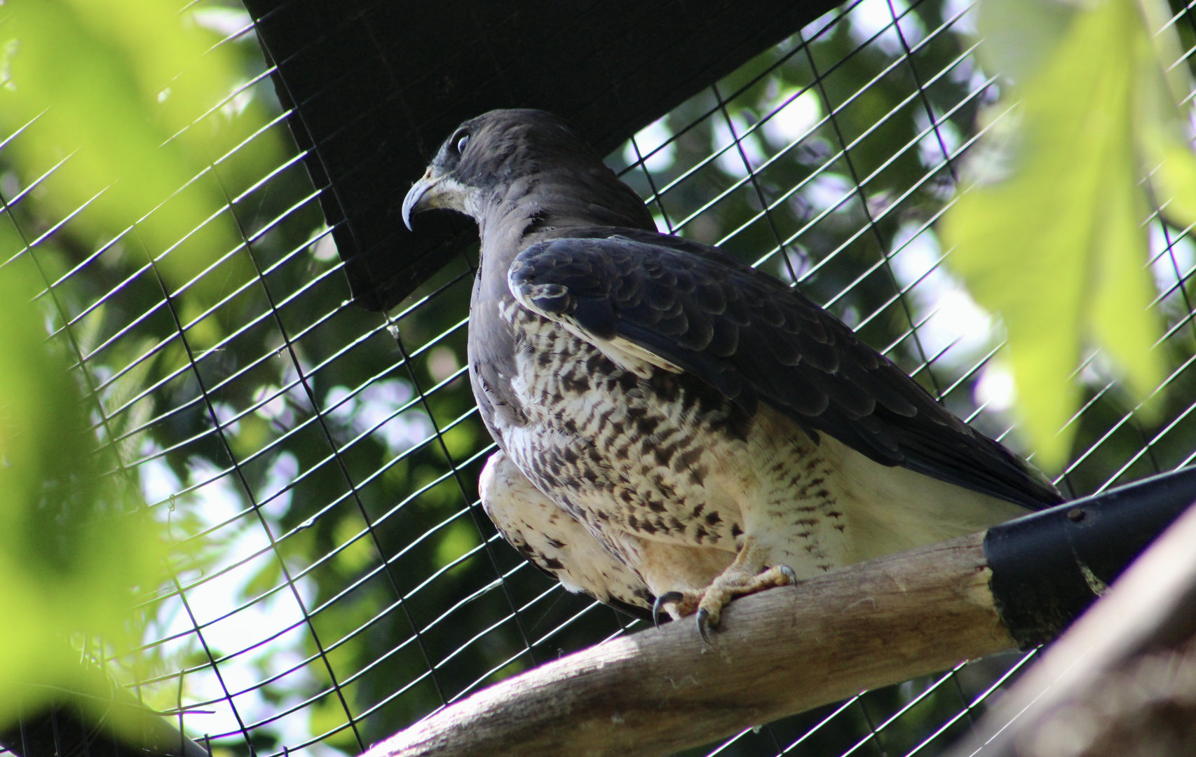 Swainson's Hawk (Buteo swainsoni)