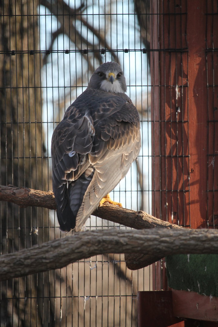 Swainson’s Hawk (Buteo swainsoni)
