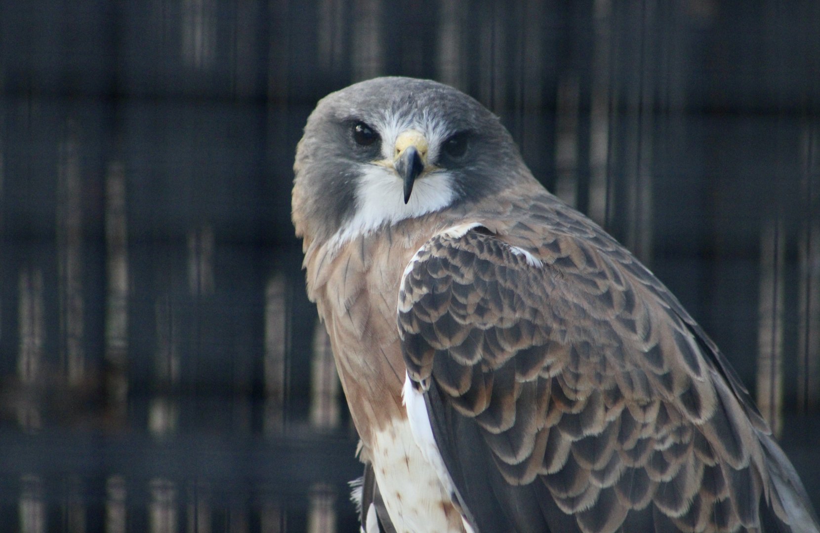 Swainson's Hawk (Buteo swainsoni)