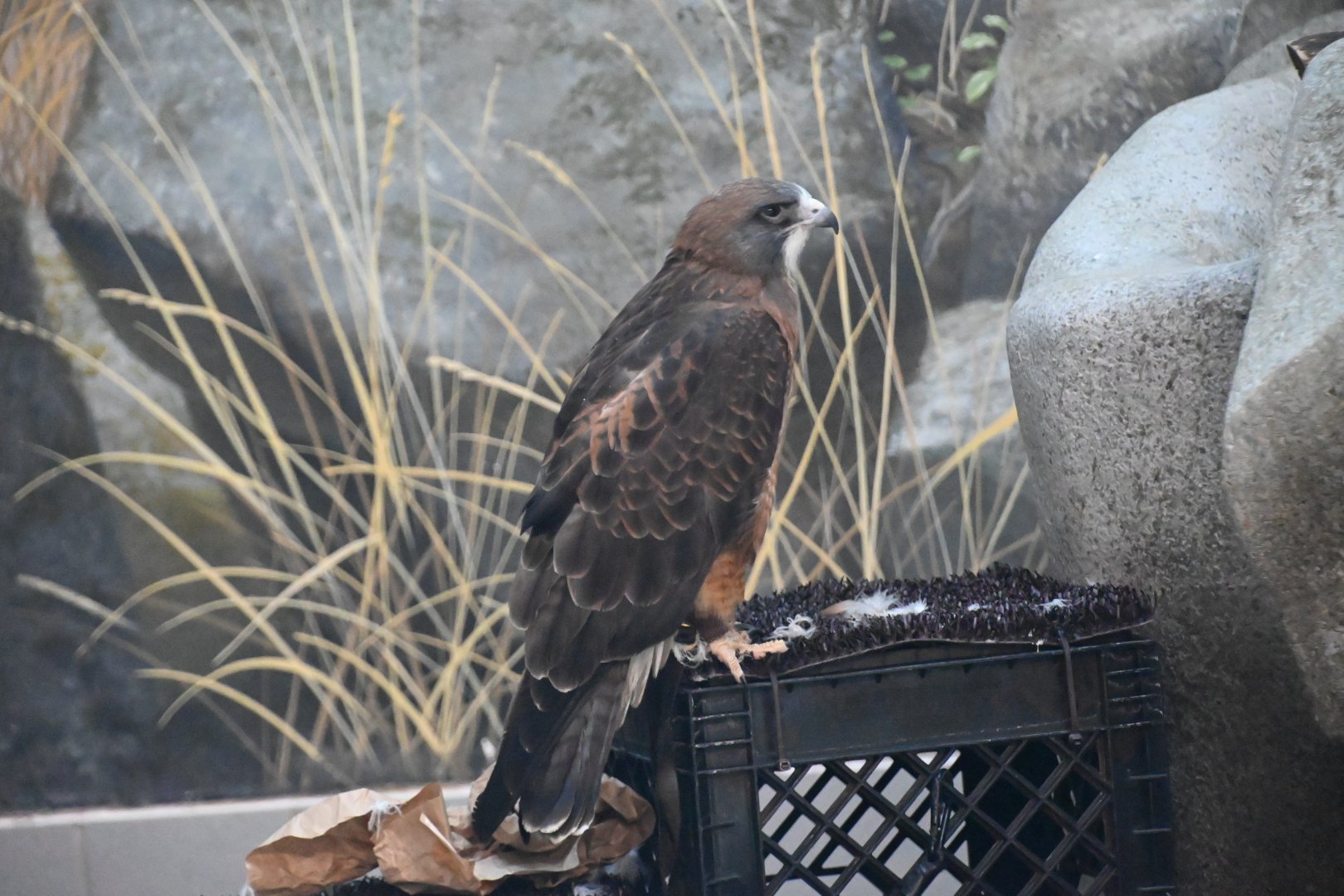 Swainson's hawk (Buteo swainsoni)