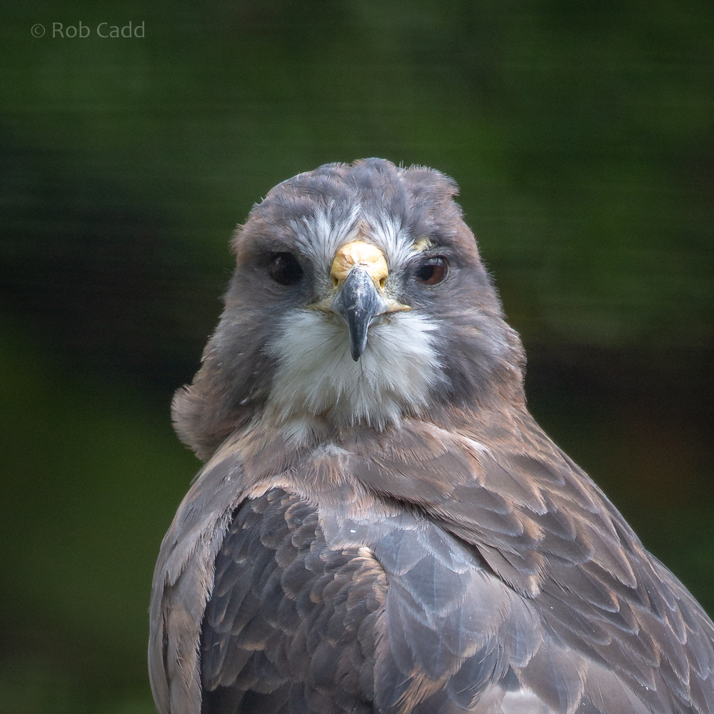 Swainson's hawk : Cotswold Falconry Centre : 04 Sep 2020