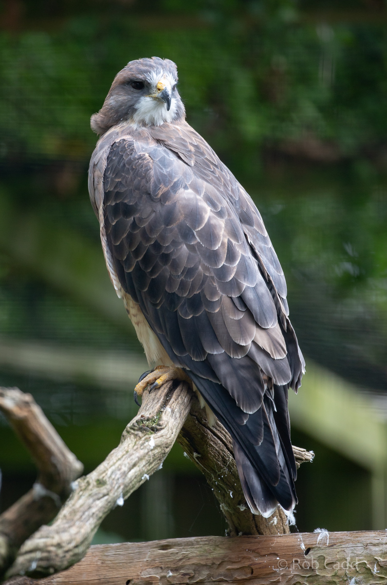 Swainson's hawk : Cotswold Falconry Centre : 04 Sep 2020