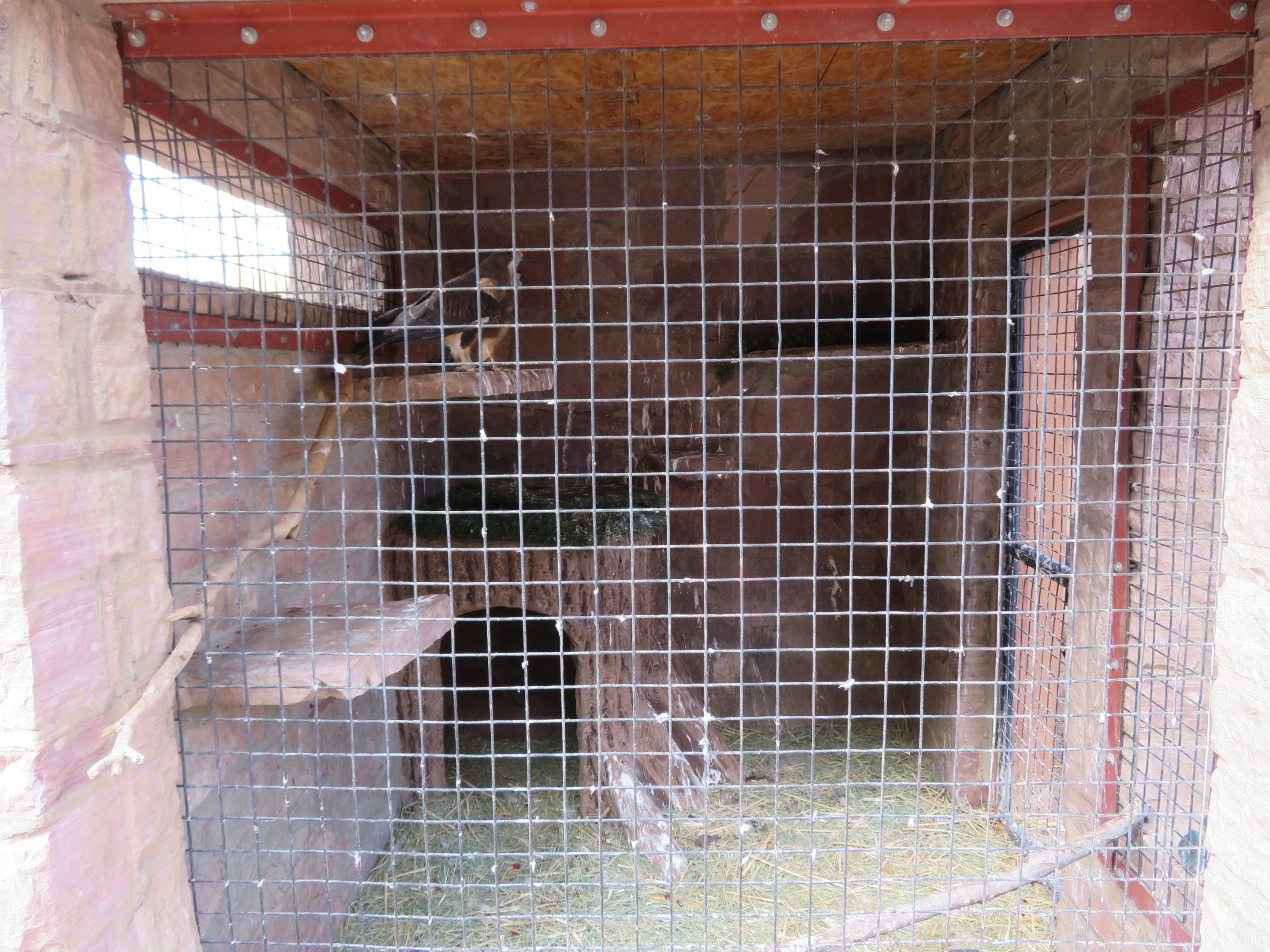 Swainson's Hawk Enclosure