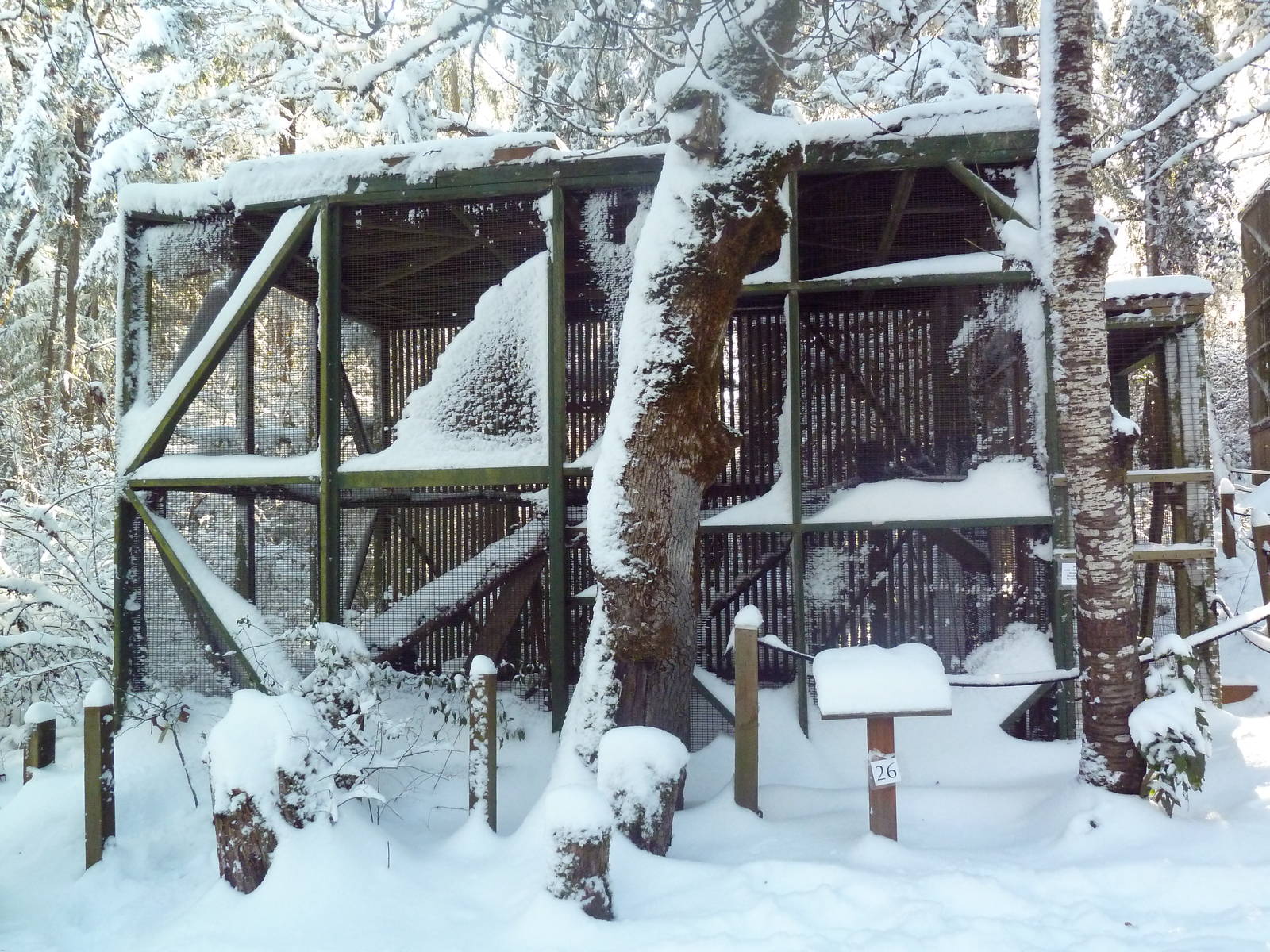 Swainson's Hawk Exhibit