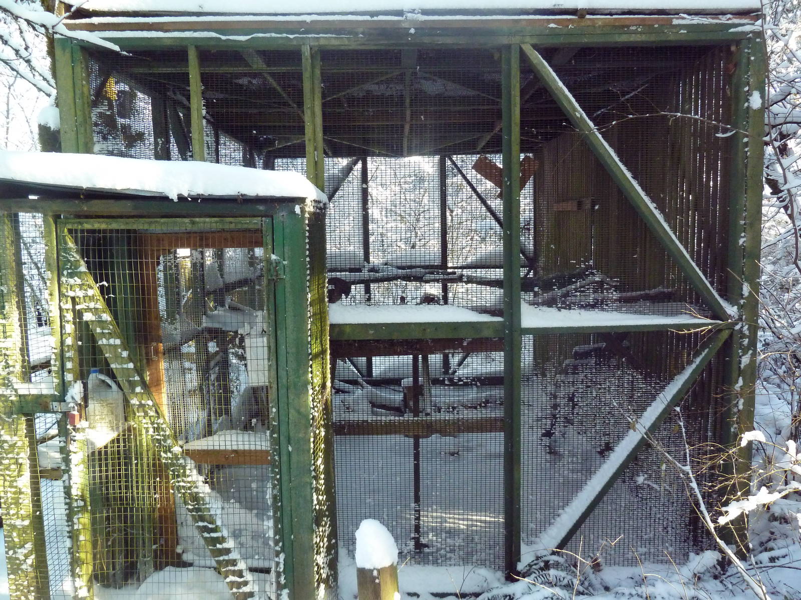 Swainson's Hawk Exhibit