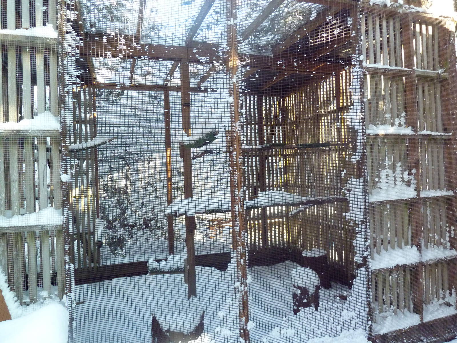 Swainson's Hawk Exhibit