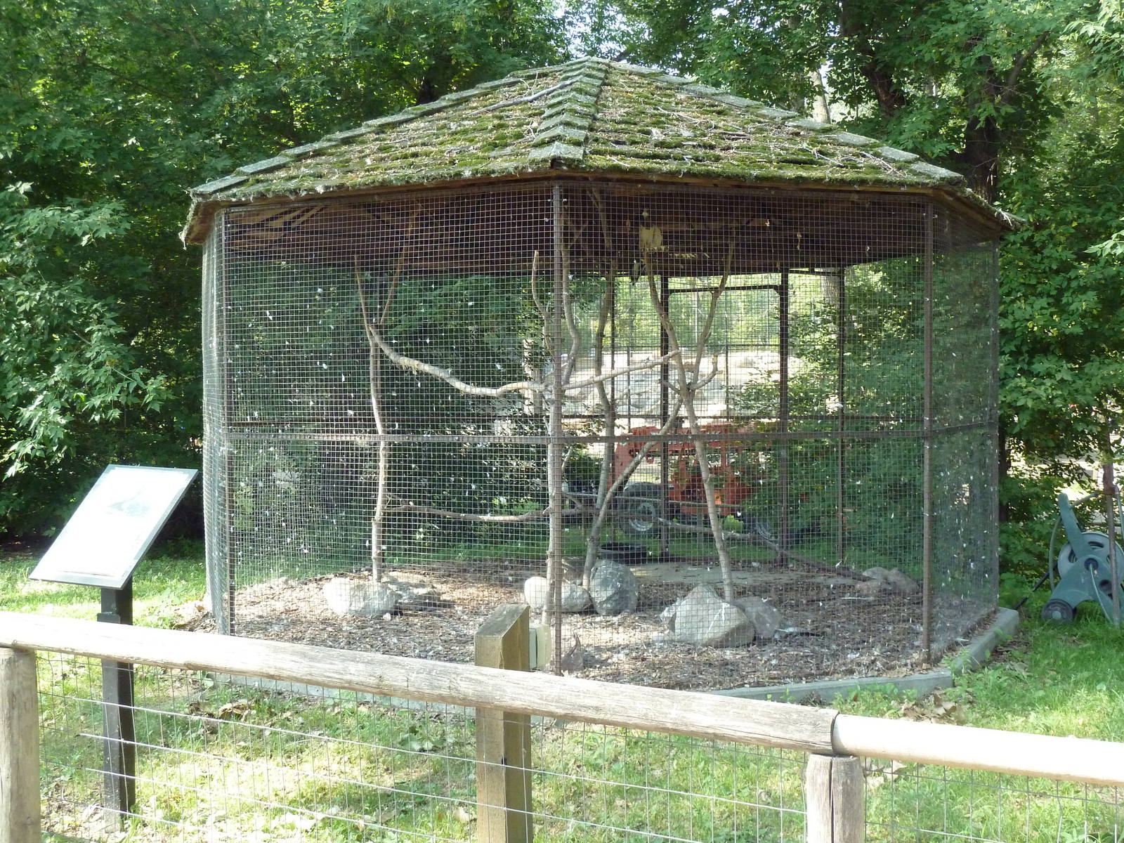 Swainson's Hawk Exhibit