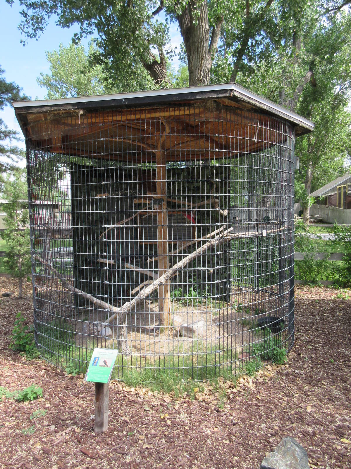 Swainson's Hawk Exhibit