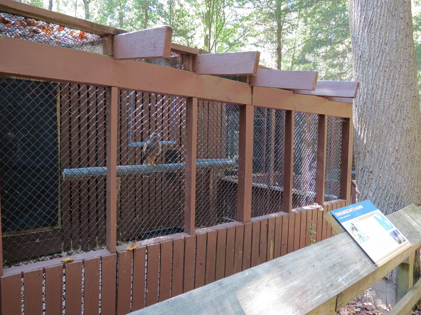 Swainson's Hawk Exhibit