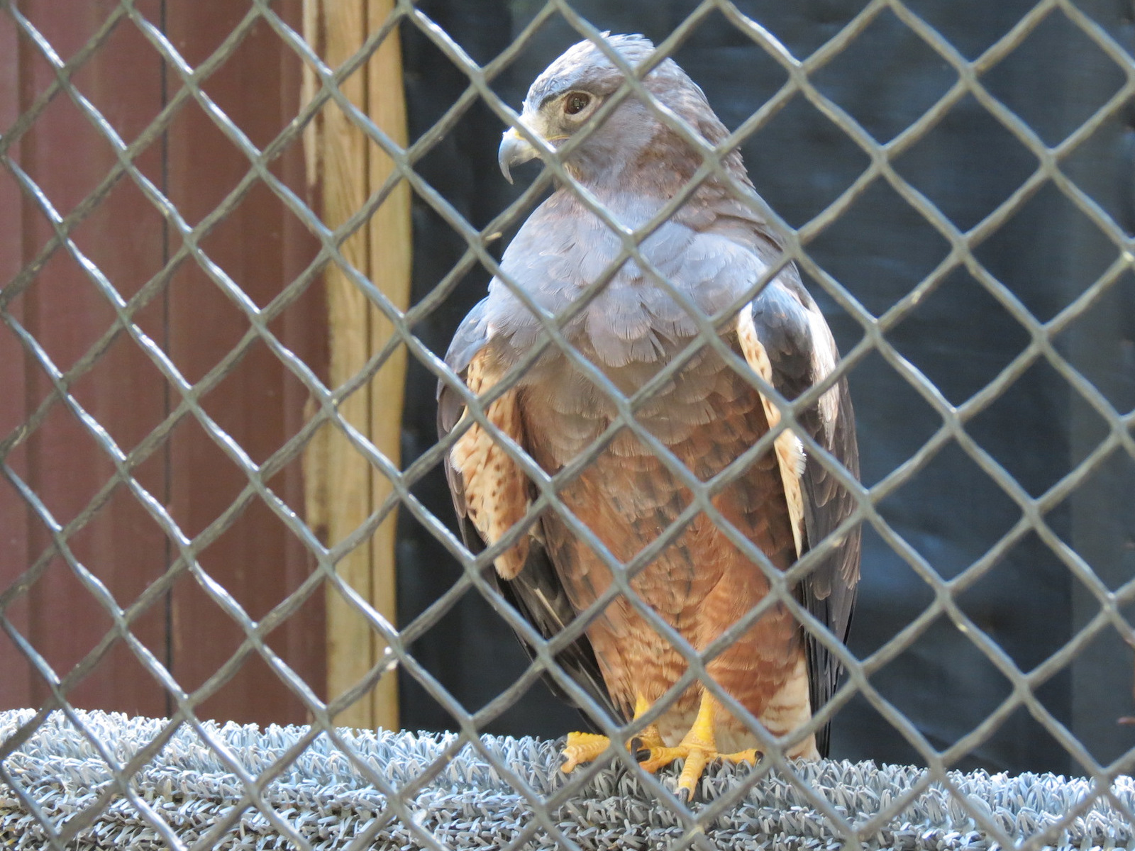 Swainson's Hawk Exhibit