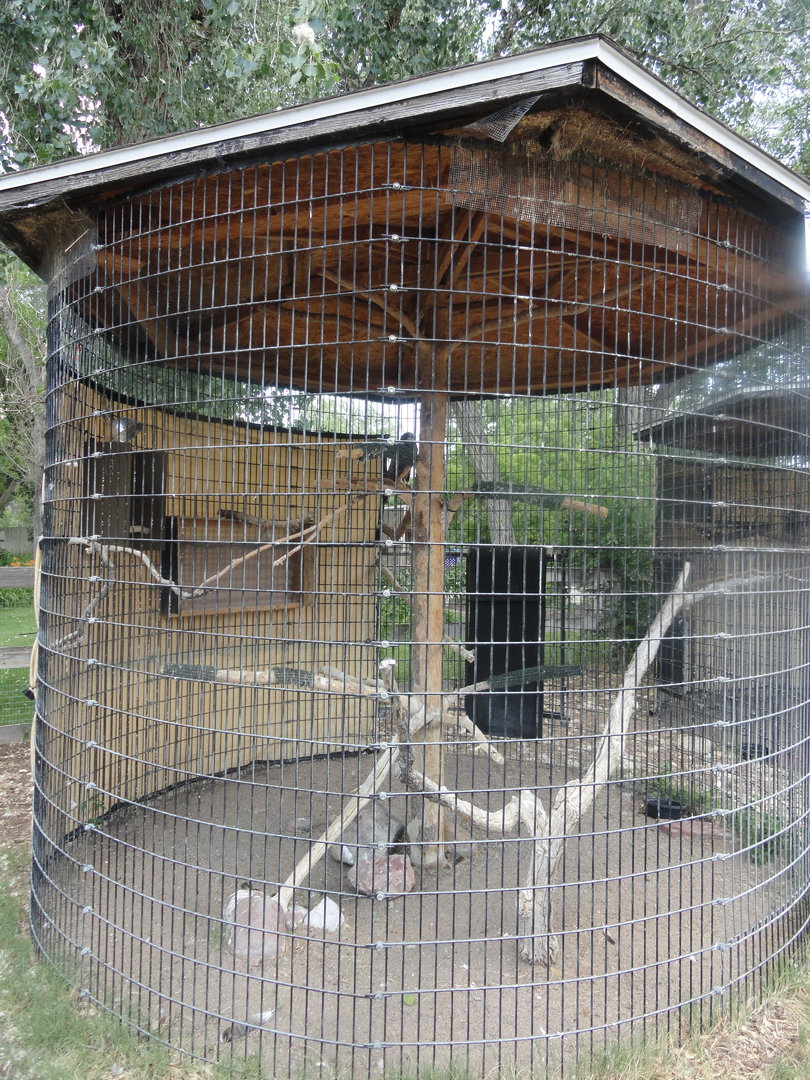 Swainson's Hawk Exhibit