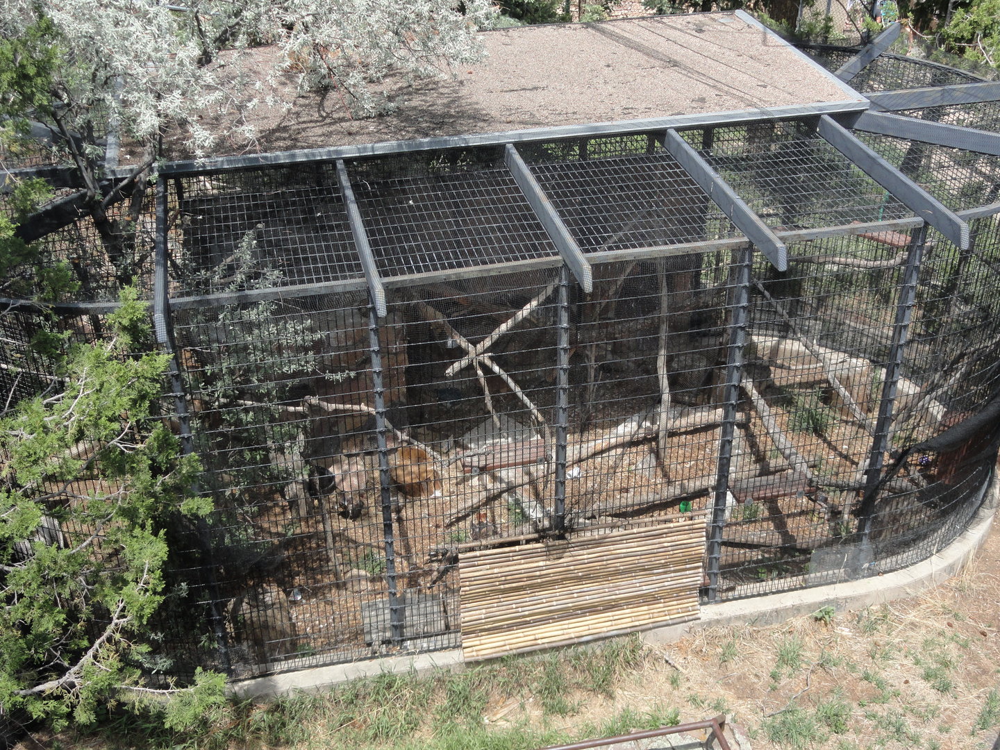 Swainson's Hawk & Red Tailed Hawk Exhibit