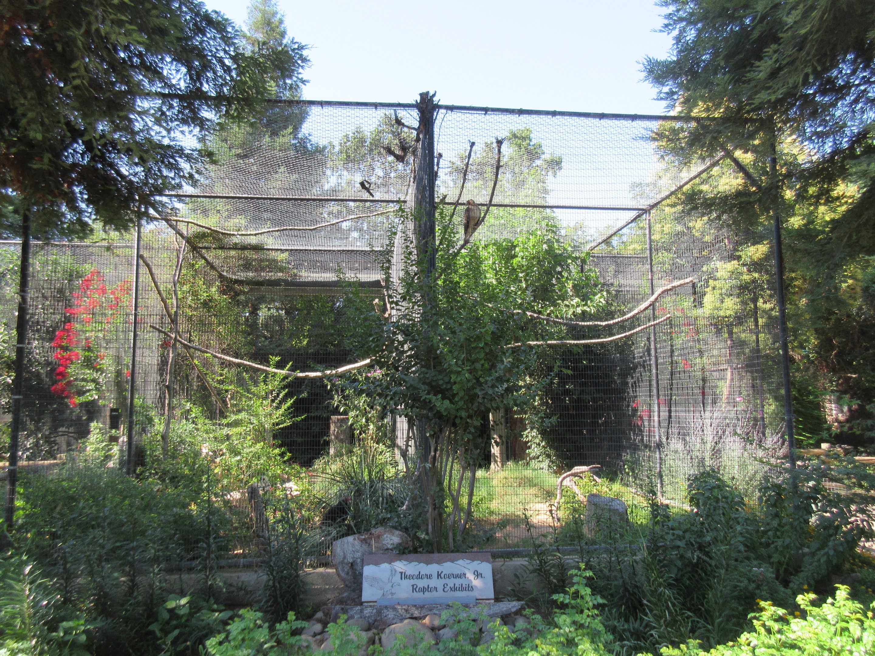 Swainson's Hawk/Red-Tailed Hawk Exhibits