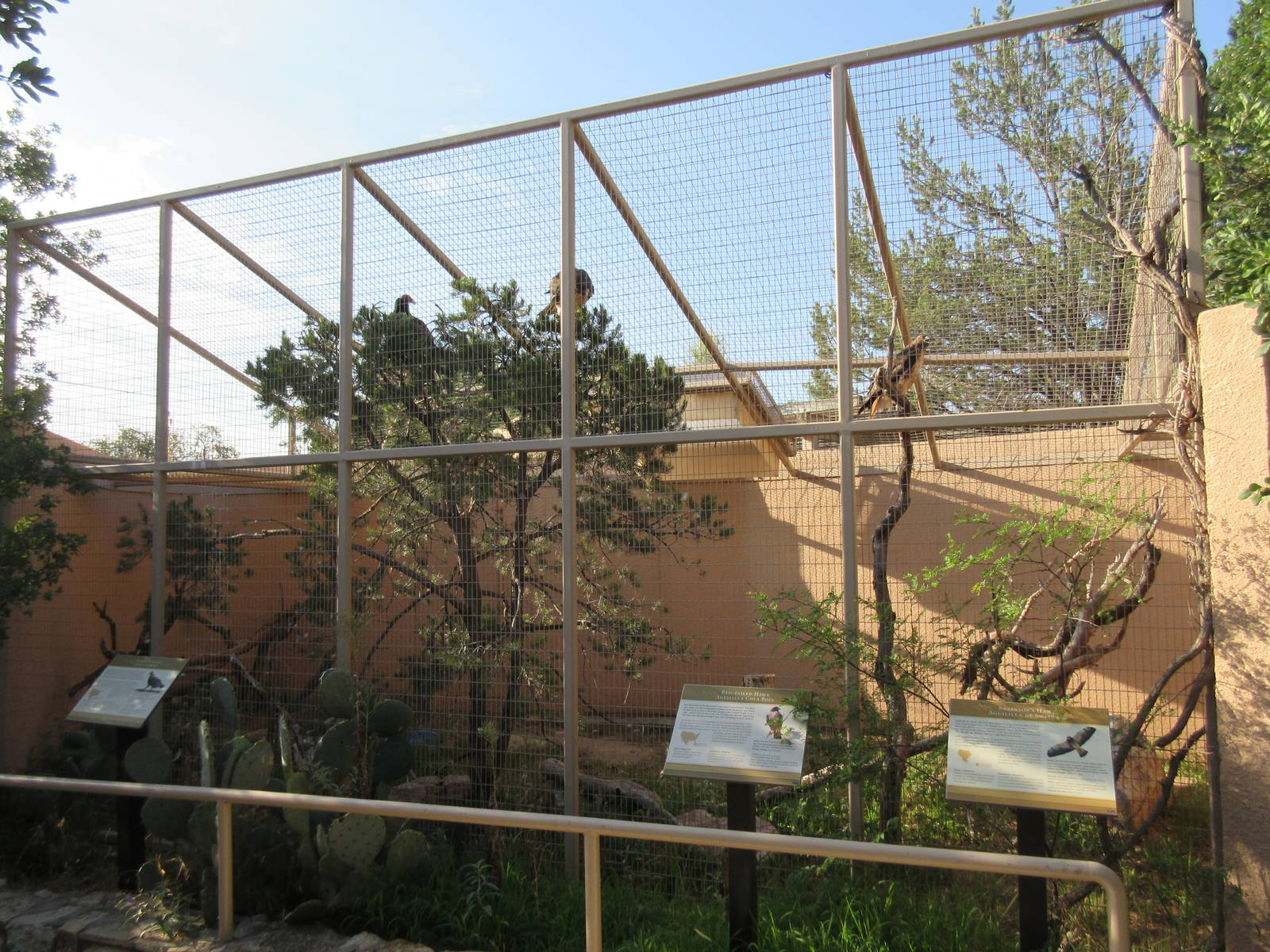 Swainson's Hawk/Red-Tailed Hawk/Turkey Vulture Exhibit