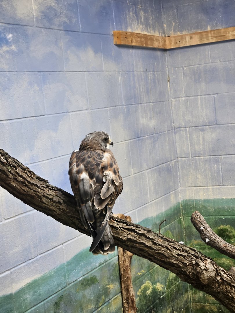 Swainson's hawk returns