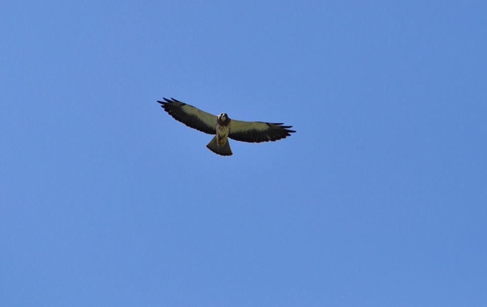 Swainsons Hawk - Texas