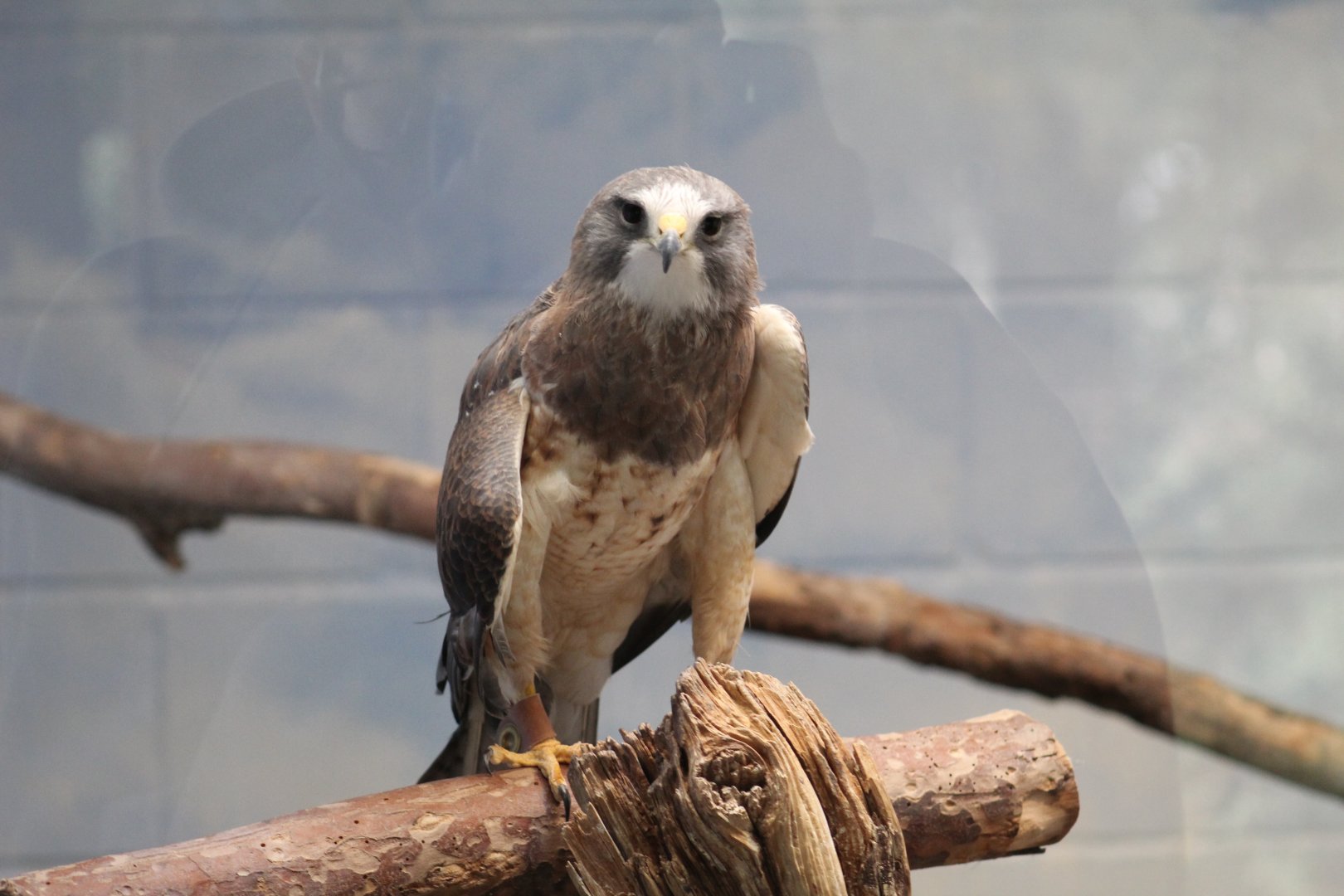 Swainson's Hawk