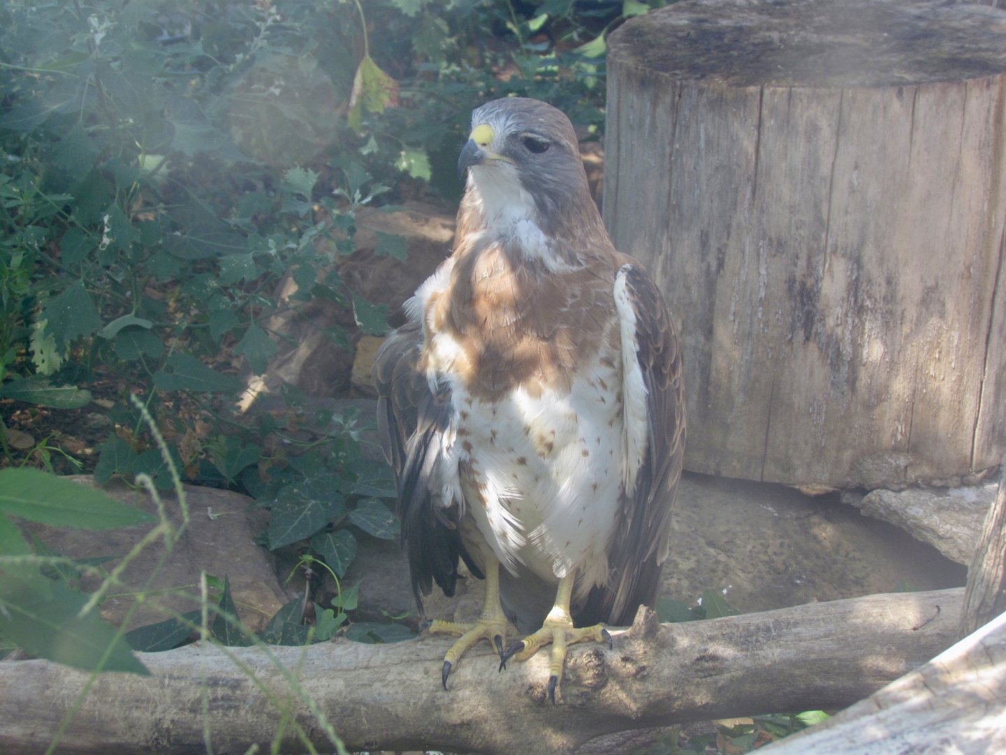 Swainson’s Hawk