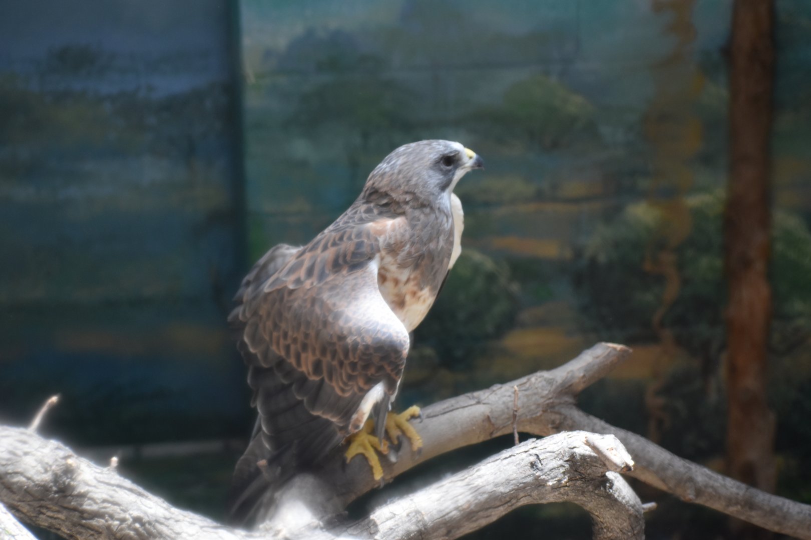 Swainson's Hawk
