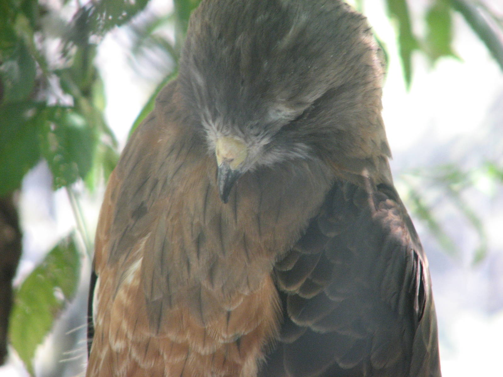 Swainson's Hawk