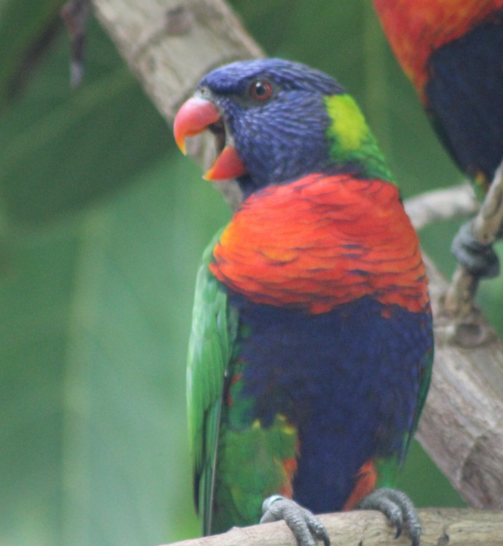 Swainson's lorikeeet