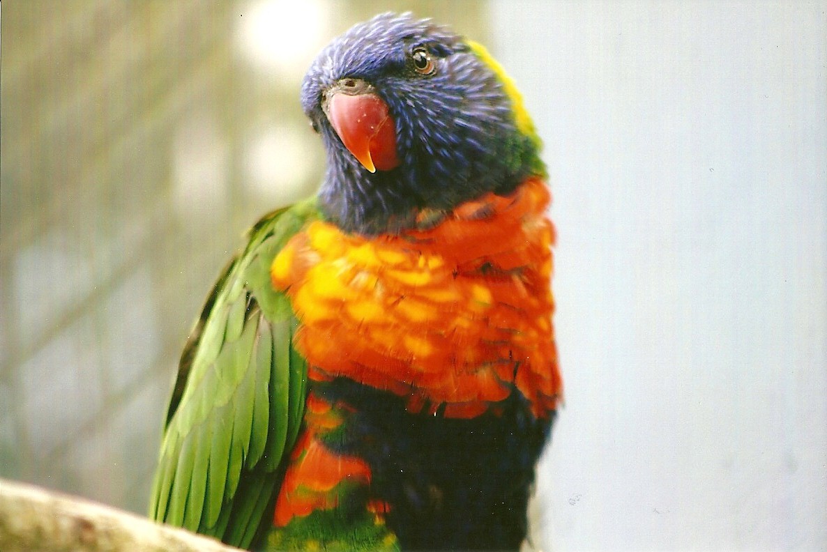 Swainson's Lorikeet 13th September 2012