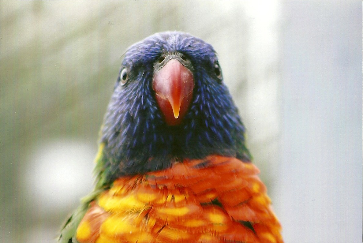 Swainson's Lorikeet 13th September 2012