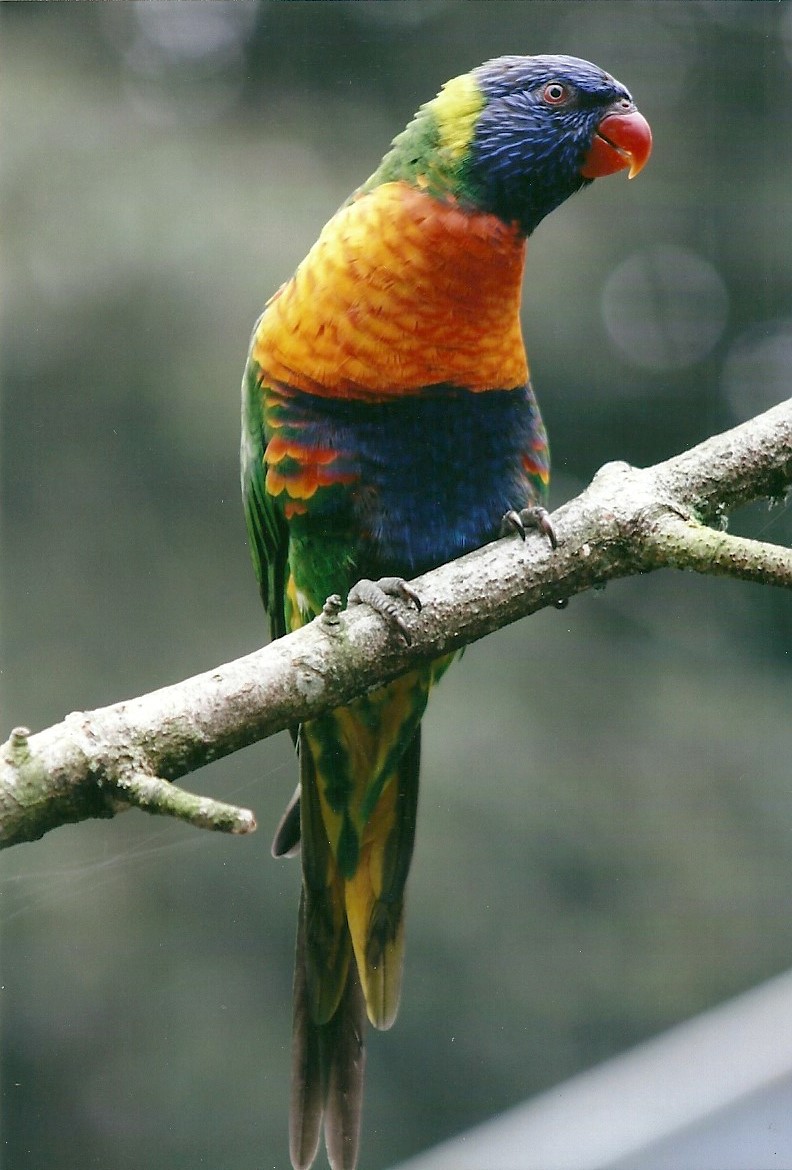 Swainson's Lorikeet, 26th September 2013