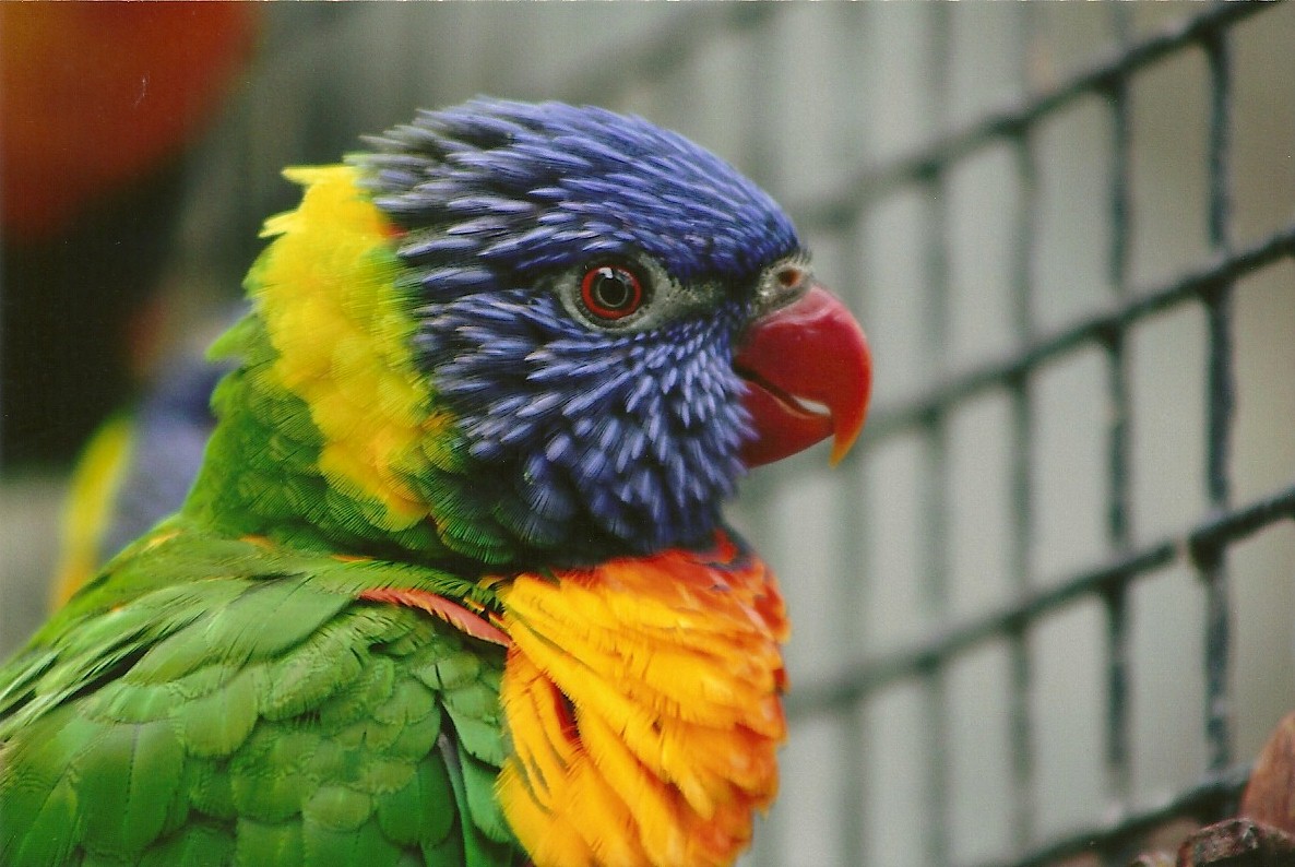 Swainson's Lorikeet, 8th September 2011