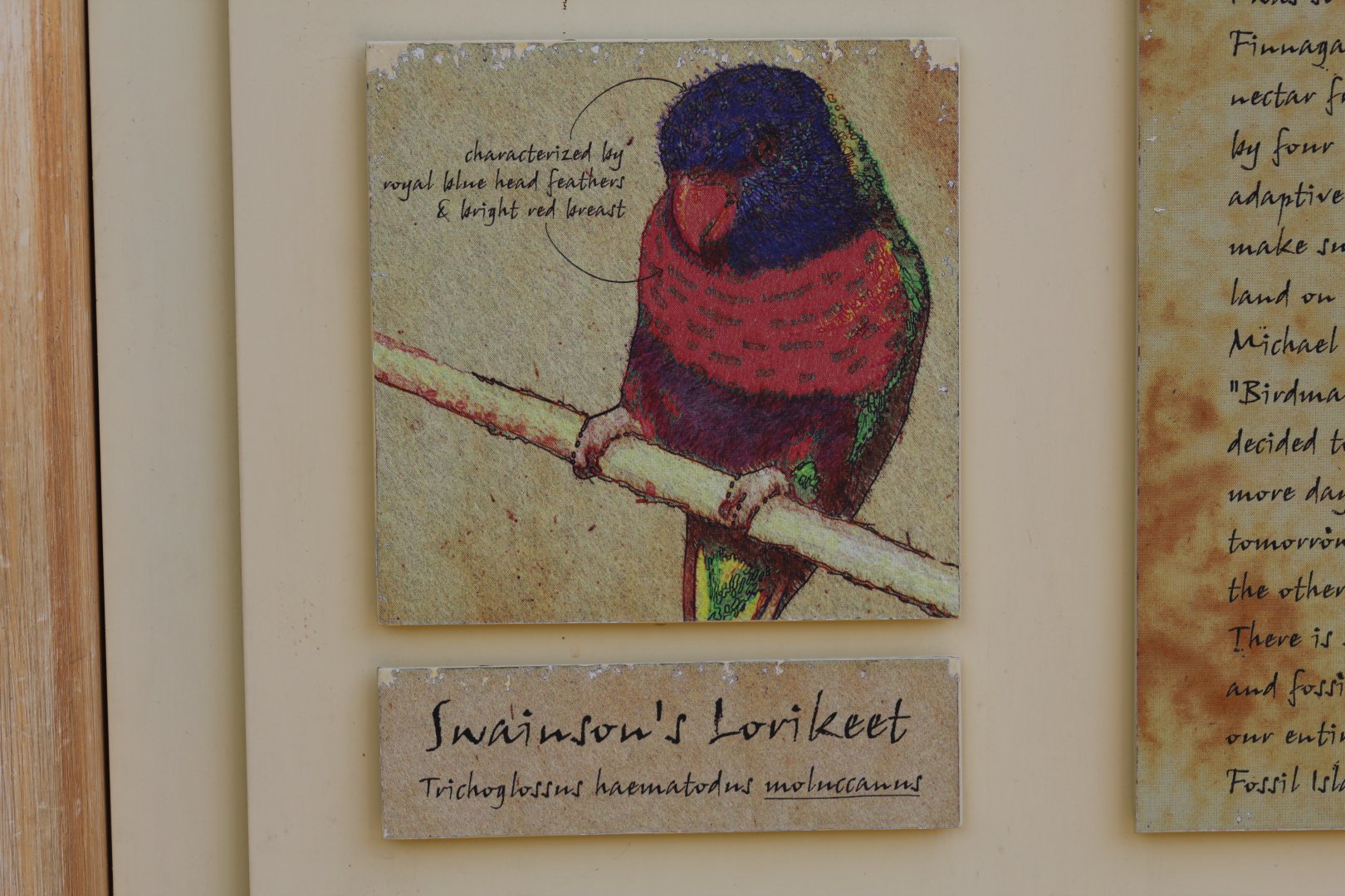 Swainson's Lorikeet Signage