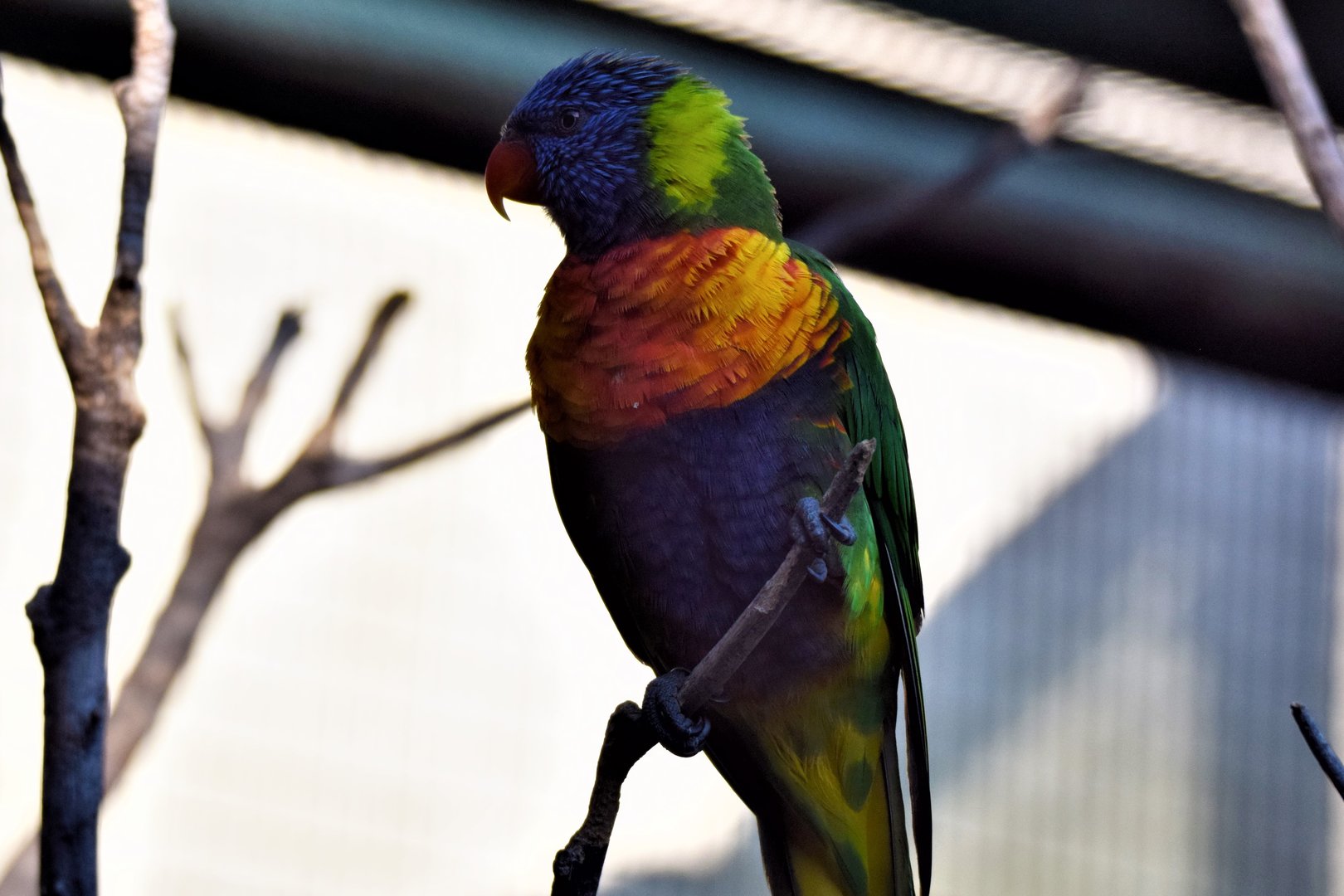 Swainson's Lorikeet (Trichoglossus haematodus moluccanus)