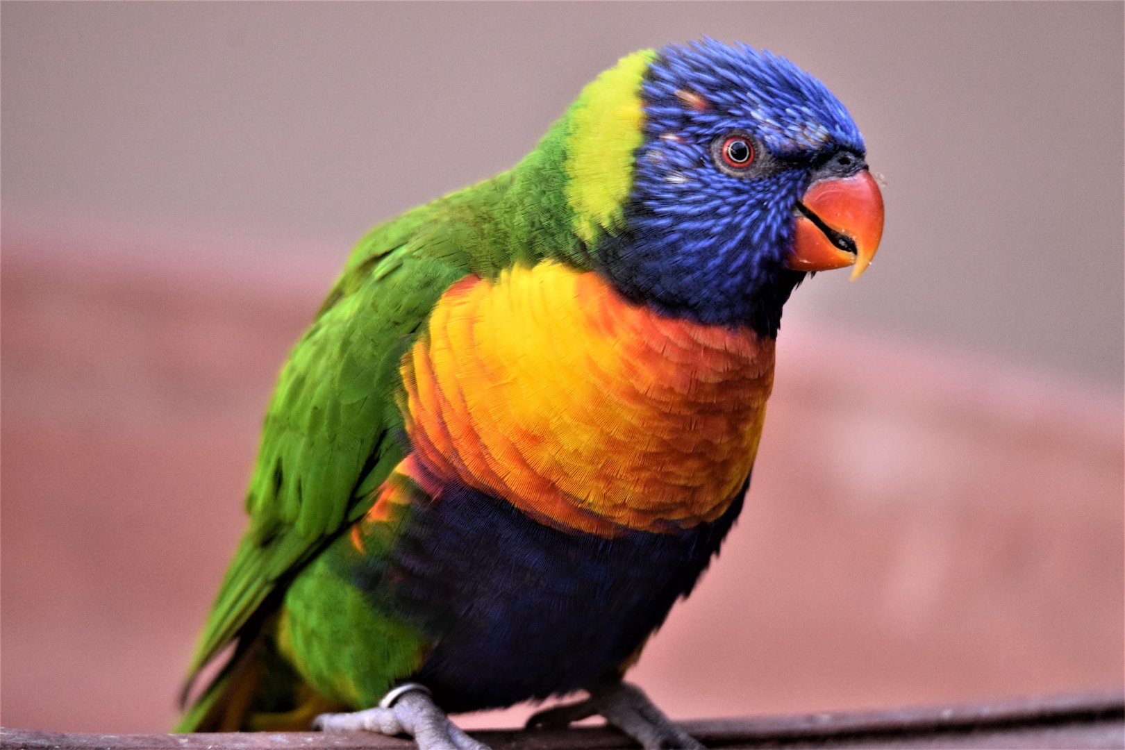 Swainson's Lorikeet (Trichoglossus haematodus moluccanus)