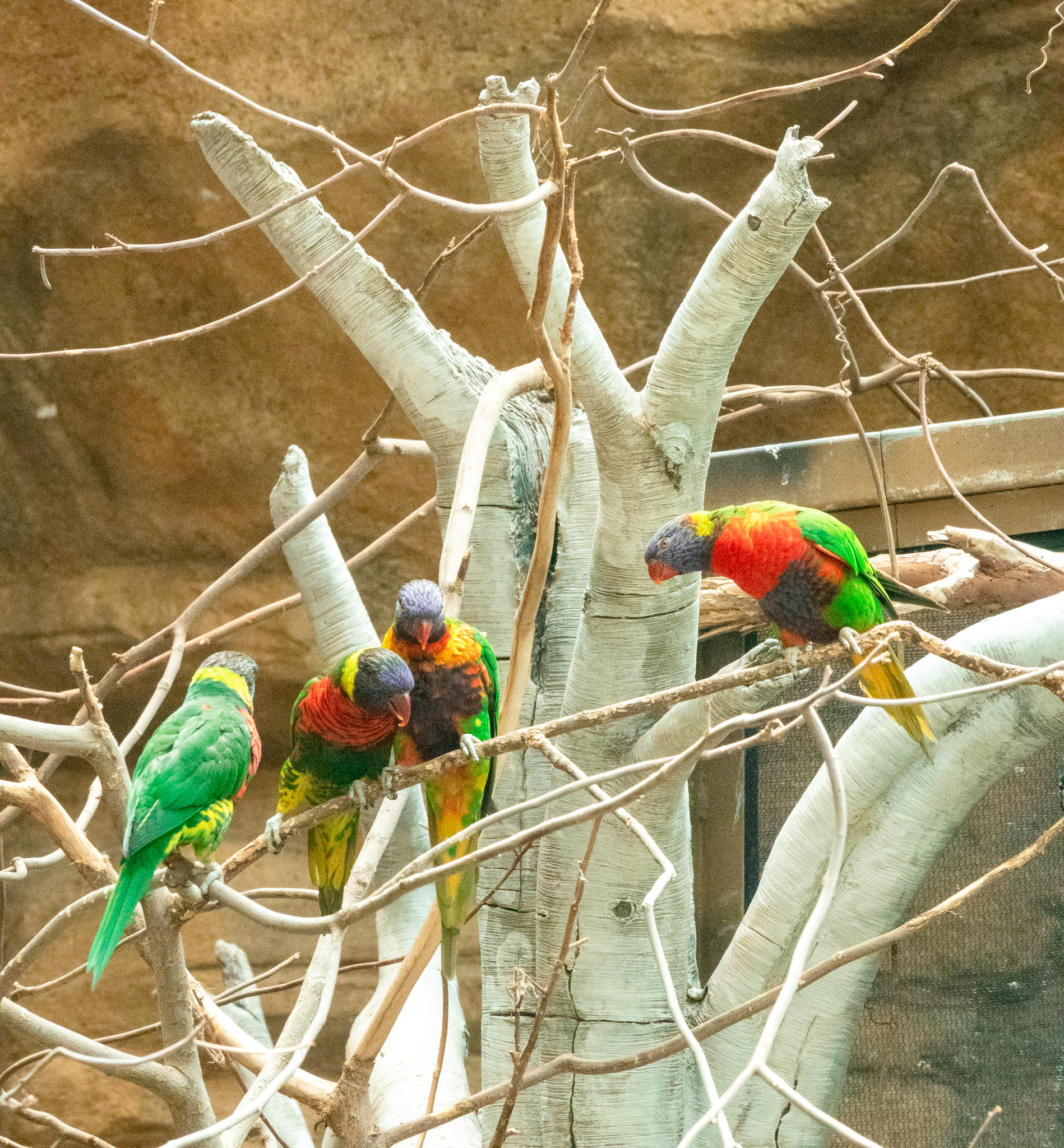 Swainson's Lorikeet (Trichoglossus haematodus)