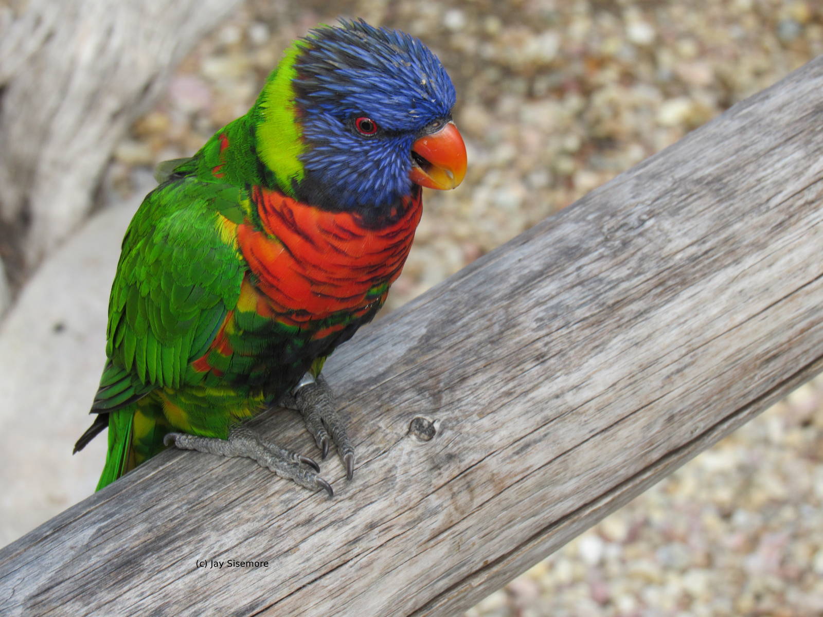 Swainson's Lorikeet