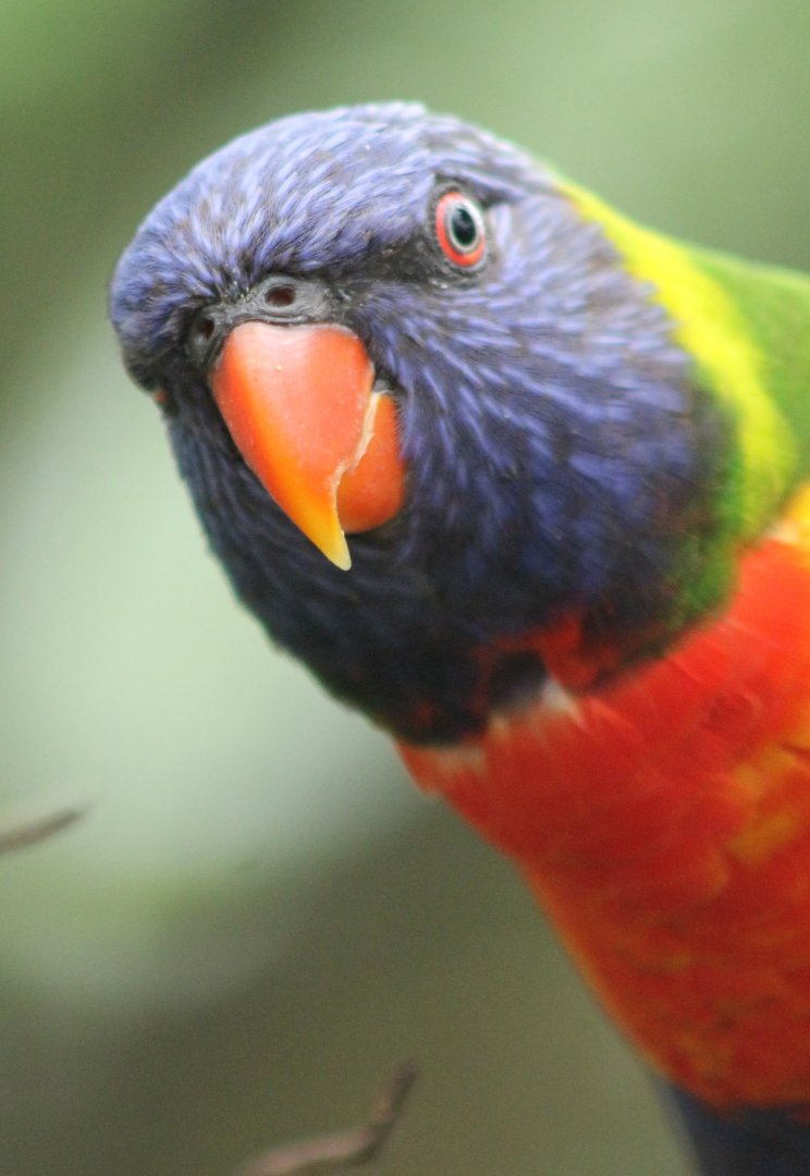 Swainson's lorikeet