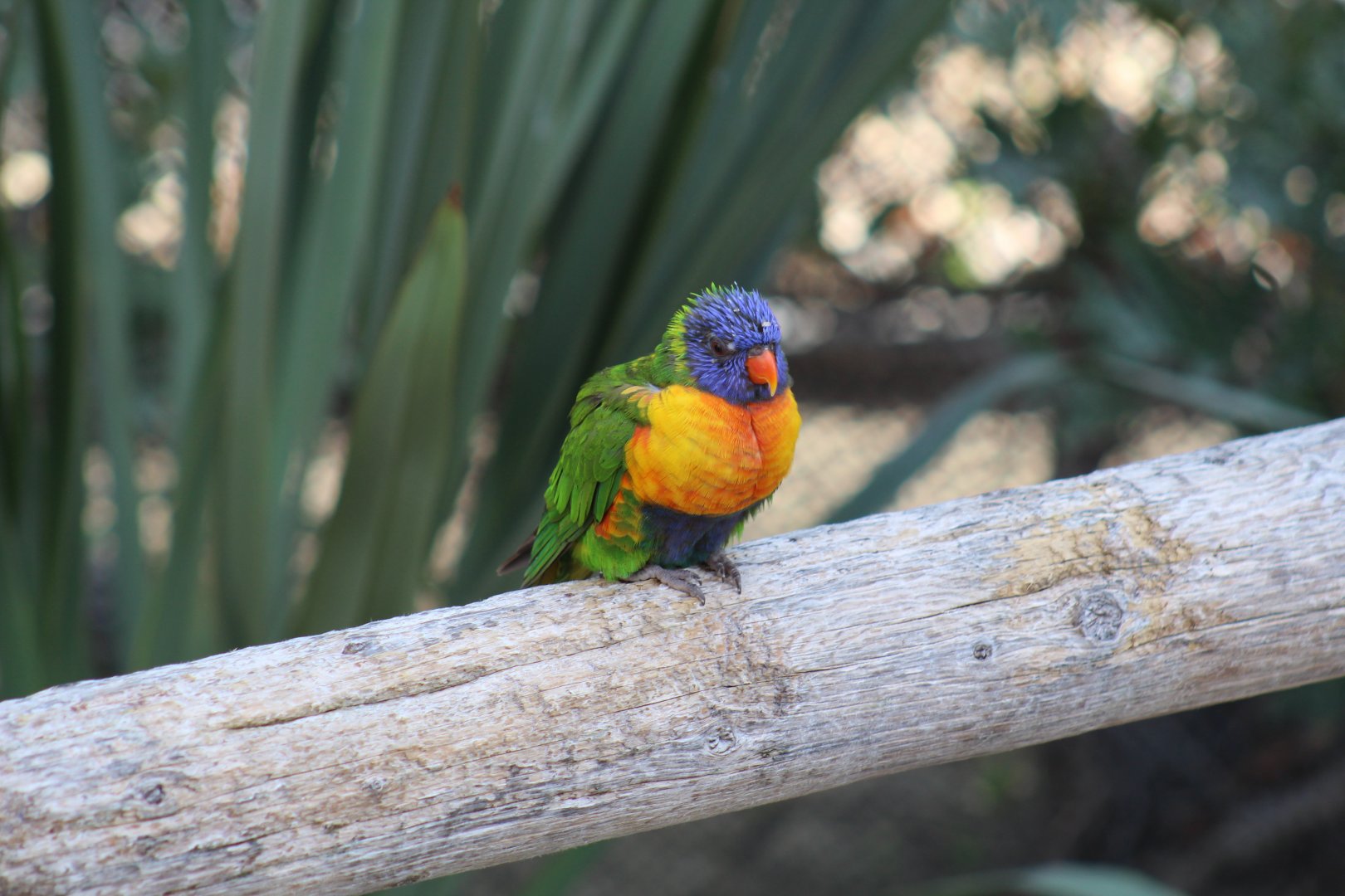 Swainson's Lorikeet