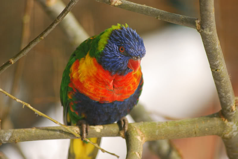 Swainson's lorikeet