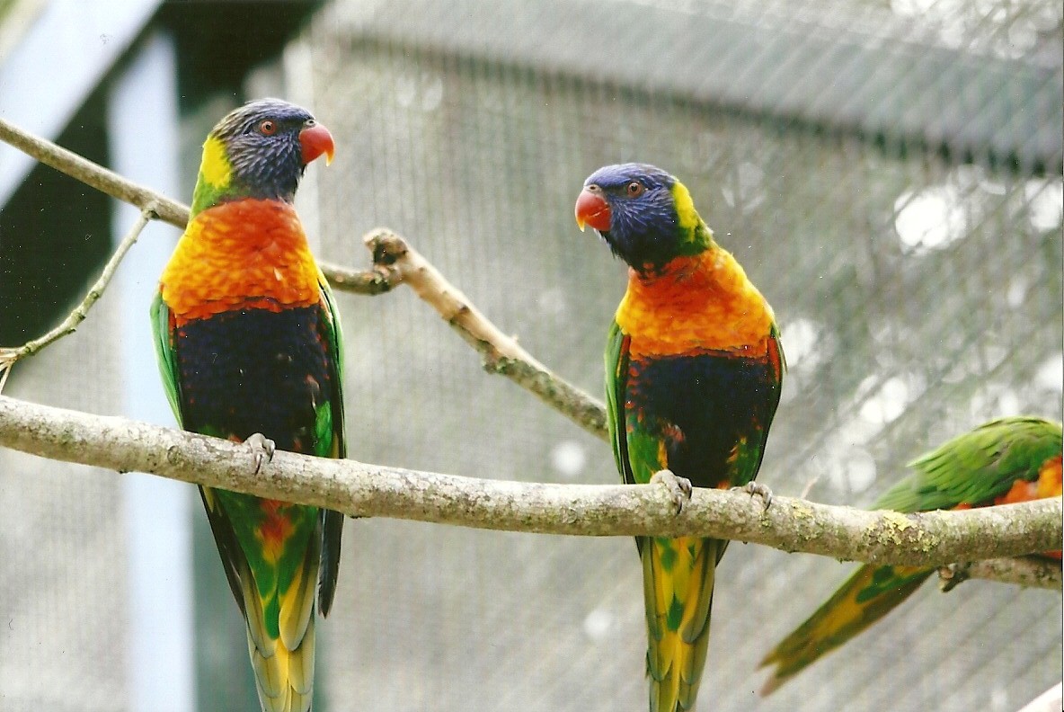 Swainson's Lorikeets 13th September 2012