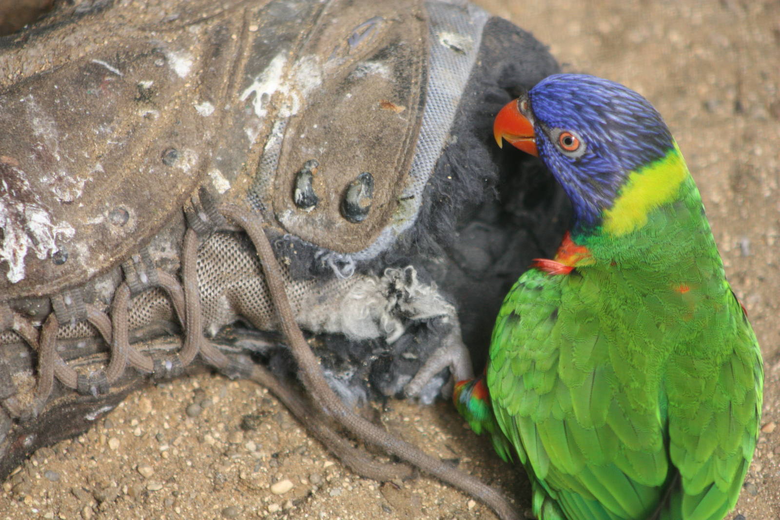 Swainson's Lorikeets, 23rd September 2014