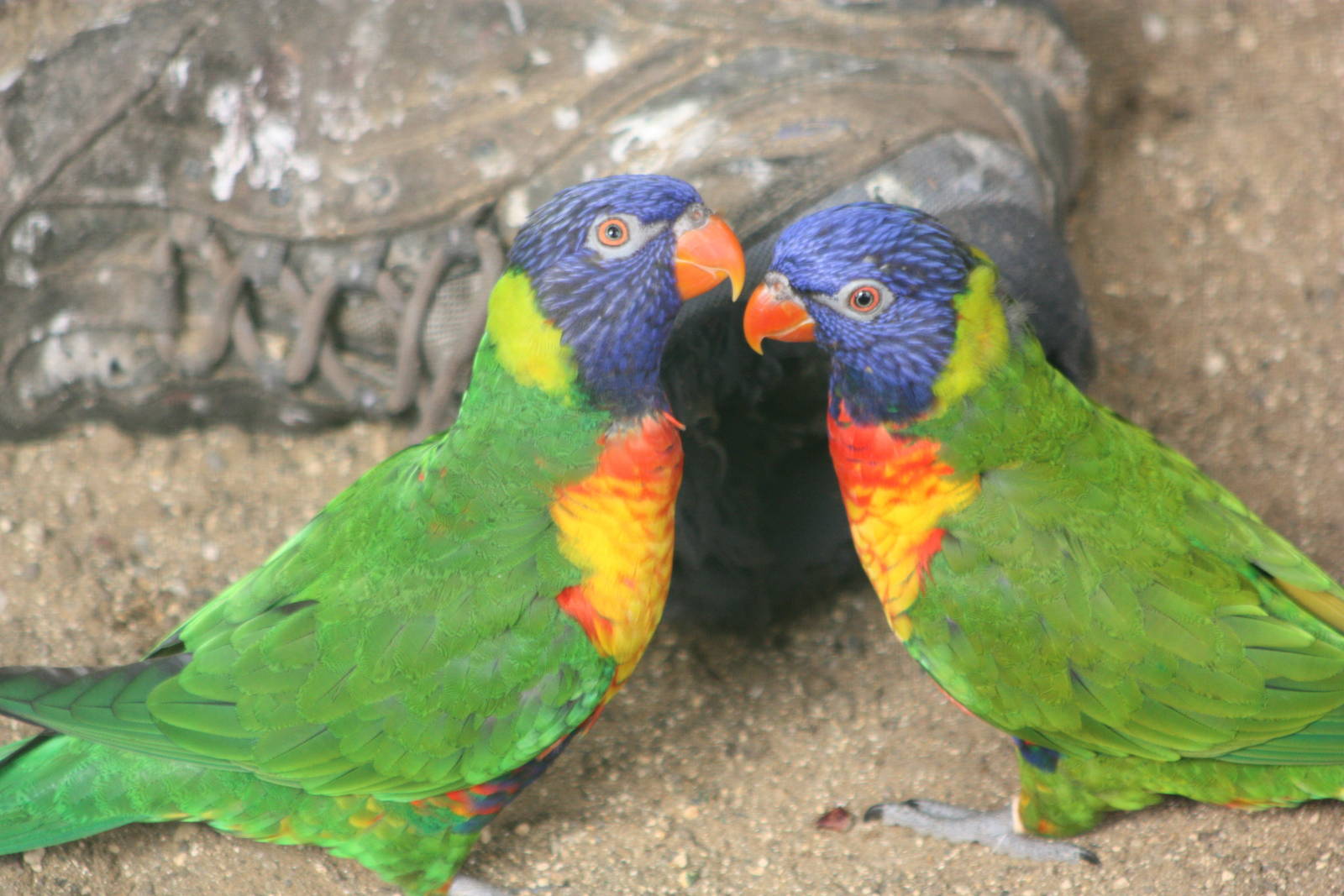 Swainson's Lorikeets, 23rd September 2014