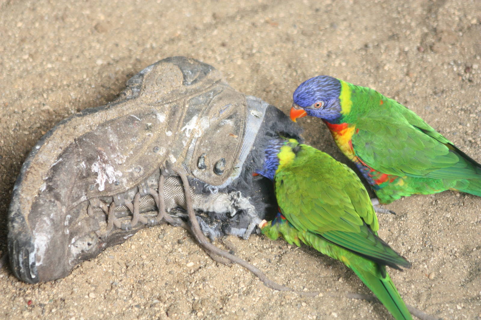 Swainson's Lorikeets, 23rd Septemebr 2014