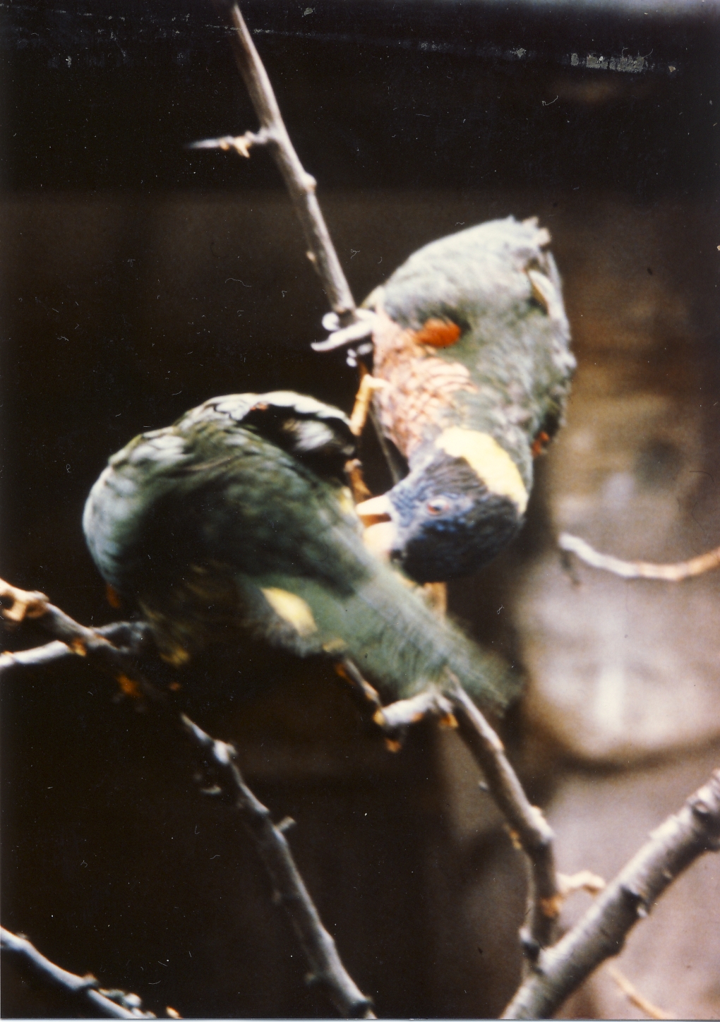 Swainson's Lorikeets Chester Zoo 19 April 1979