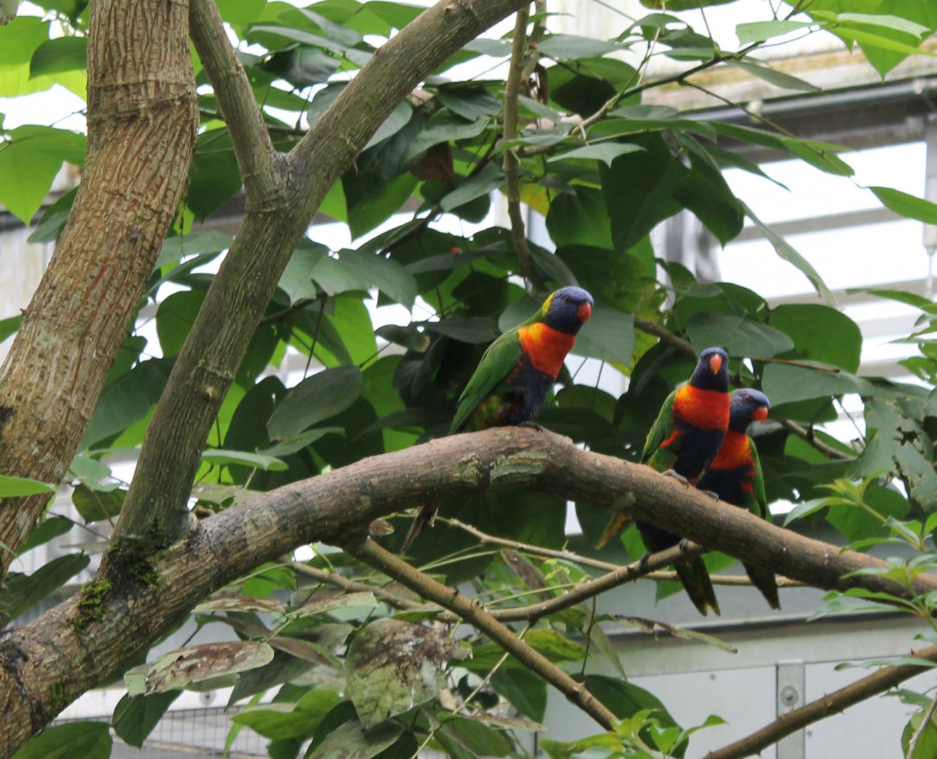 Swainson's lorikeets