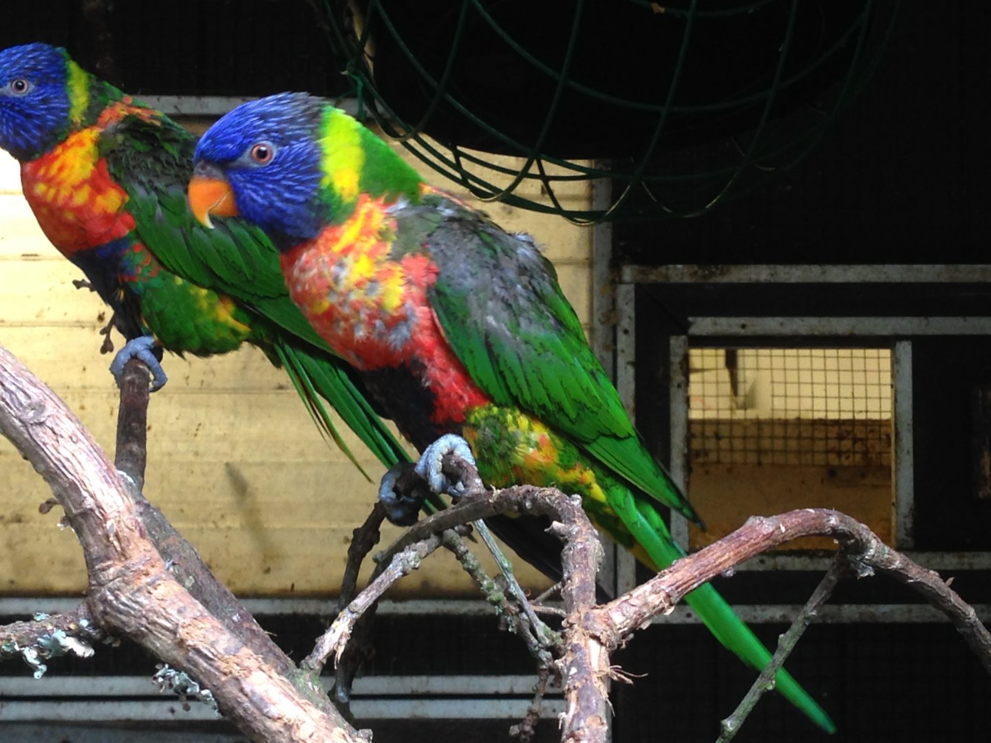 Swainson's or Coconut??